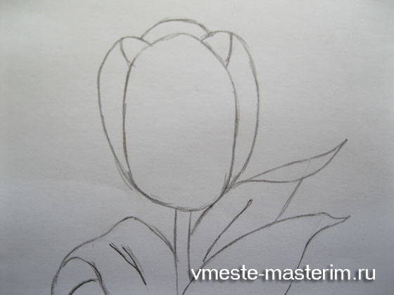 Как нарисовать тюльпан поэтапно карандашом (мастер-класс)