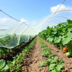 Как сохранить урожай: проверенные методы защиты овощных культур